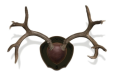 Mountain Mike's Deer Antler - Rack Plaque W-shed Spreader