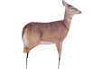 Montana Decoy Deer Dreamy Doe -