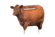 Montana Decoy Big Red Moo Cow